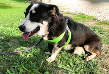 TAMARA, Hund, Mischlingshund in Italien - Bild 6
