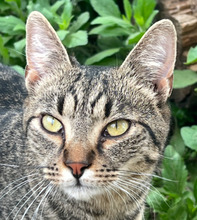 BALTHASAR, Katze, Hauskatze in Ungarn