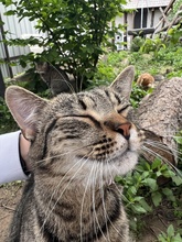 BALTHASAR, Katze, Hauskatze in Ungarn - Bild 2