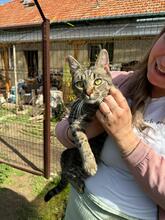 BALTHASAR, Katze, Hauskatze in Ungarn - Bild 3