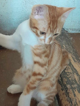 LIGO, Katze, Europäisch Kurzhaar in Bulgarien - Bild 1