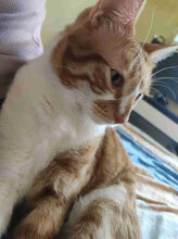 LIGO, Katze, Europäisch Kurzhaar in Bulgarien - Bild 2