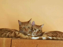 LIGO, Katze, Europäisch Kurzhaar in Bulgarien - Bild 3