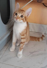 LIGO, Katze, Europäisch Kurzhaar in Bulgarien - Bild 8