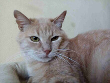 COTTON, Katze, Europäisch Kurzhaar in Bulgarien - Bild 2