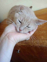 COTTON, Katze, Europäisch Kurzhaar in Bulgarien - Bild 3