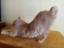 COTTON, Katze, Europäisch Kurzhaar in Bulgarien - Bild 4