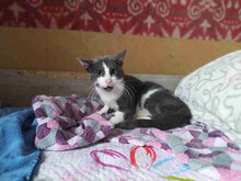 SANCHO, Katze, Europäisch Kurzhaar in Bulgarien