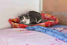 SANCHO, Katze, Europäisch Kurzhaar in Bulgarien - Bild 2