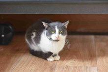 SANCHO, Katze, Europäisch Kurzhaar in Bulgarien - Bild 3