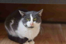 SANCHO, Katze, Europäisch Kurzhaar in Bulgarien - Bild 4