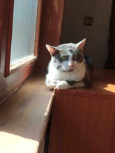 SANCHO, Katze, Europäisch Kurzhaar in Bulgarien - Bild 5
