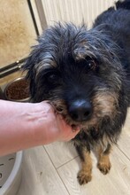 PERCY, Hund, Mischlingshund in Rumänien - Bild 2