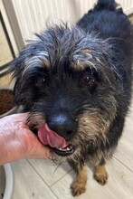 PERCY, Hund, Mischlingshund in Rumänien - Bild 3