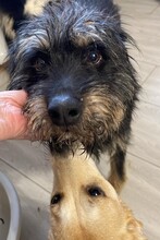 PERCY, Hund, Mischlingshund in Rumänien - Bild 4
