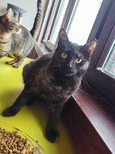 FREYA, Katze, Europäisch Kurzhaar in Bulgarien - Bild 1