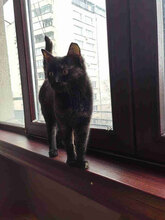 FREYA, Katze, Europäisch Kurzhaar in Bulgarien - Bild 2
