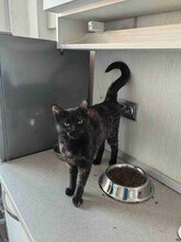 FREYA, Katze, Europäisch Kurzhaar in Bulgarien - Bild 4