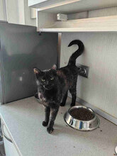 FREYA, Katze, Europäisch Kurzhaar in Bulgarien - Bild 5