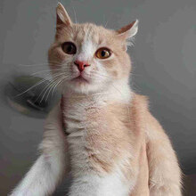 CHAYA, Katze, Europäisch Kurzhaar in Bulgarien - Bild 1