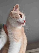 CHAYA, Katze, Europäisch Kurzhaar in Bulgarien - Bild 3