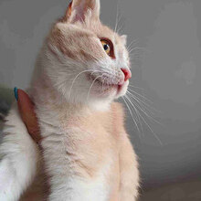CHAYA, Katze, Europäisch Kurzhaar in Bulgarien - Bild 4