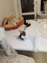 CHAYA, Katze, Europäisch Kurzhaar in Bulgarien - Bild 5