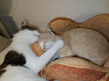 CHAYA, Katze, Europäisch Kurzhaar in Bulgarien - Bild 6