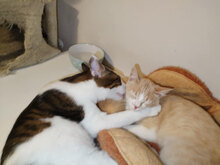 CHAYA, Katze, Europäisch Kurzhaar in Bulgarien - Bild 7