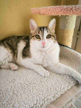 ANDY, Katze, Europäisch Kurzhaar in Bulgarien
