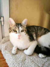 ANDY, Katze, Europäisch Kurzhaar in Bulgarien - Bild 4
