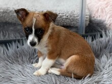 FINO, Hund, Mischlingshund in Rumänien - Bild 1