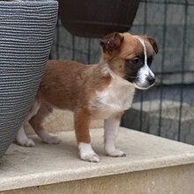 FINO, Hund, Mischlingshund in Rumänien - Bild 2
