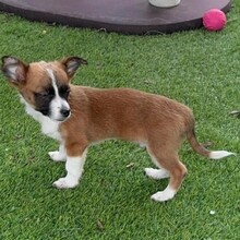 FINO, Hund, Mischlingshund in Rumänien - Bild 3