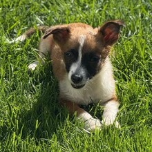 FINO, Hund, Mischlingshund in Rumänien - Bild 4