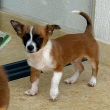 FINO, Hund, Mischlingshund in Rumänien - Bild 5