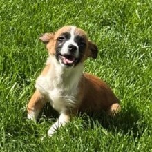 FINO, Hund, Mischlingshund in Rumänien - Bild 6