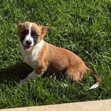 FINO, Hund, Mischlingshund in Rumänien - Bild 7