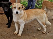 COCO, Hund, Mischlingshund in Rumänien - Bild 6
