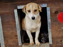 COCO, Hund, Mischlingshund in Rumänien - Bild 7