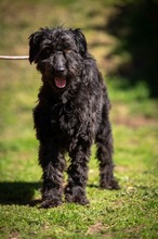 NYMERIA, Hund, Puli-Mix in Ungarn - Bild 1
