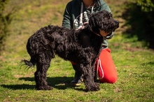 NYMERIA, Hund, Puli-Mix in Ungarn - Bild 8