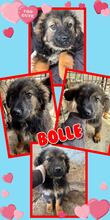 BOLLE, Hund, Mischlingshund in Pottenstein - Bild 1