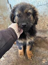 BOLLE, Hund, Mischlingshund in Pottenstein - Bild 2