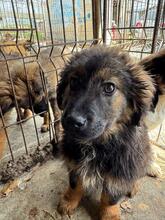 BOLLE, Hund, Mischlingshund in Pottenstein - Bild 3