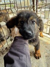 BOLLE, Hund, Mischlingshund in Pottenstein - Bild 4