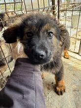 BOLLE, Hund, Mischlingshund in Pottenstein - Bild 5