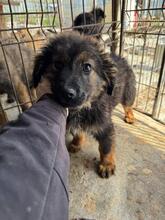 BOLLE, Hund, Mischlingshund in Pottenstein - Bild 6