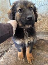 BOLLE, Hund, Mischlingshund in Pottenstein - Bild 7
