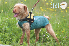 SISSI, Hund, Podengo-Mix in Portugal - Bild 1